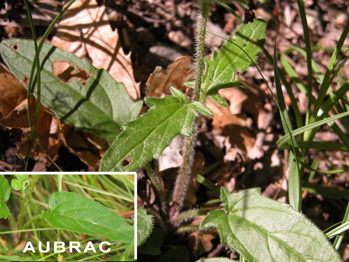 Self-Heal, Spear-leafed leaf